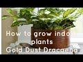 How to grow indoor plants / Gold dust dracaena /വീടിനകത്തു വളർത്തുന്ന ചെടികൾ