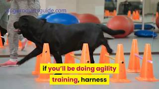 How Much Do Dog Trainers Make A Year