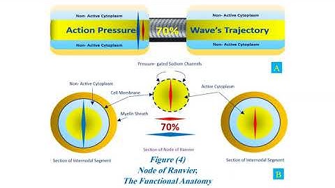 Node of Ranvier, The Functions & The Functional Anatomy (Innovated Conception
