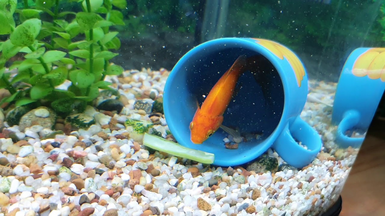 Yabbies- Feeding Time Action.