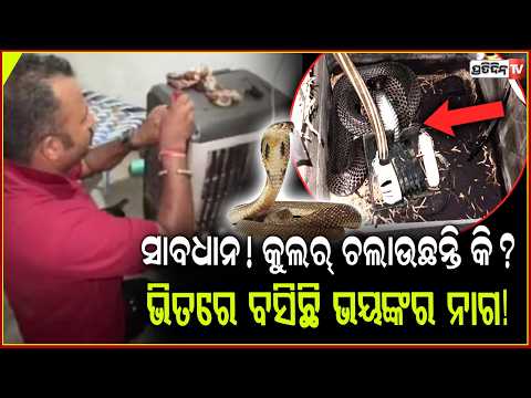 କୁଲର ଭିତରେ ଲୁଚିରହିଥିଲା , ୫-ଫୁଟ୍ ର ବିଷଧର ନାଗ ସାପ l 5-foot cobra Rescued from cooler, Rajasthan