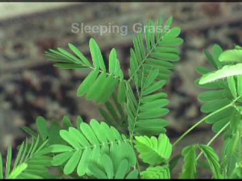 Mimosa Pudica  The Sensitive Plant