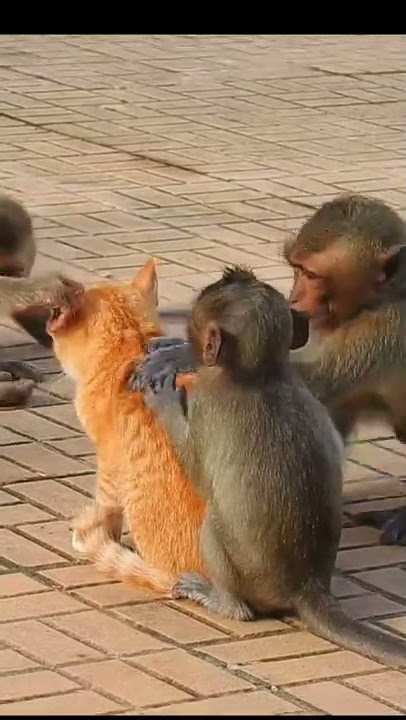 Monkey 🐒 vs Cat 🐈