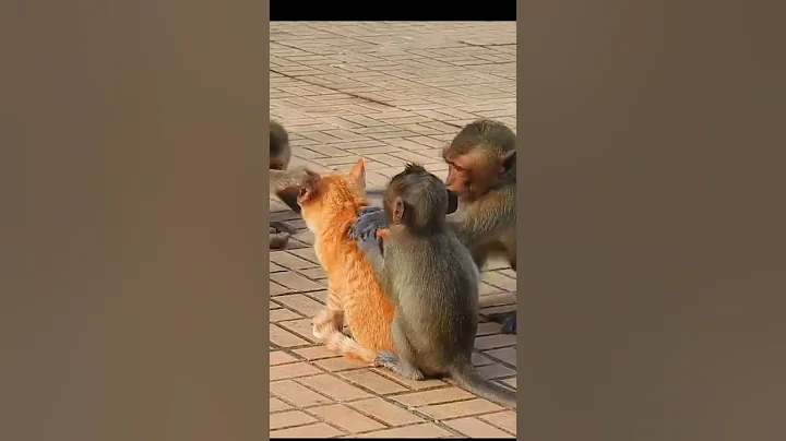 Monkey 🐒 vs Cat 🐈