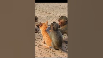 Monkey 🐒 vs Cat 🐈