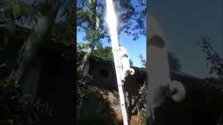 Dog Climbing up Service Ladder