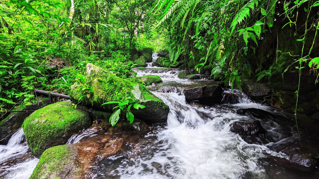 Relaxing River Sounds: Gentle Mossy Stream For Ultimate Stress Relief In The Lush Forest