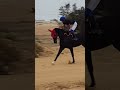 خيل دحيه اكسبلور الثامن Horse التغطيه ترند تيك توك المراره الخيل الالهام 