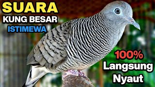 Perkutut Lokal Gacor Suara Kung Besar Pancingan Burung Perkutut Agar Bunyi.