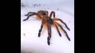 My most beautiful tarantula is proudly wearing the Ukrainian national colors