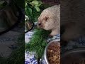 Сурок ест укроп#cute marmot#marmot Tosh