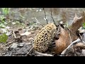 Catch, Clean, Cook Morel Mushrooms| South Carolina