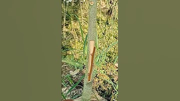 the latest way of grafting durian #viralvideo #shorts #part 267