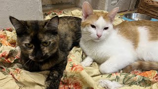 20 Cute Cats Live Stream