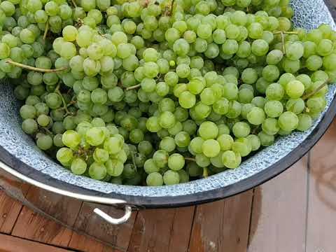 Wideo: Wybierz własne winogrona Muscadine w Północnej Karolinie