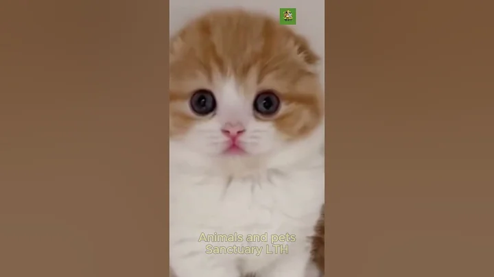 Video 6159841: beautiful scottish fold, fold ear cat, adorable folded ears, cat steals