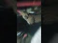 Live leopard saw on road side in rajasthan mount abu Gurushikkarroad #wildlife #snowleopards #viral
