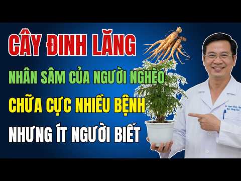 ĐINH LĂNG | CHỮA CỰC NHIỀU BỆNH, ĐƯỢC COI NHÂN SÂM CỦA NGƯỜI NGHÈO