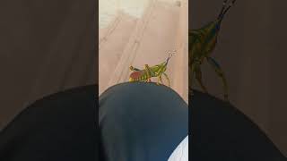 song love nirma  business chocolate duet candy agriculture