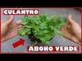 APRENDE A INCORPORAR ABONO VERDE PARA EL CULTIVO DE CULANTRO