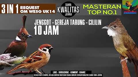 Masteran Best Kompilasi !!! Suara burung Cucak jenggot - cililin - Gereja tarung #requestmastering33