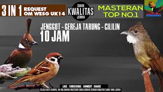 Download Lagu Masteran Best Kompilasi !!! Suara burung Cucak jenggot - cililin - Gereja tarung #requestmastering33 MP3