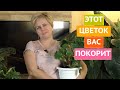 НЕОБЫЧНЫЙ ДОМАШНИЙ ЦВЕТОК, КОТОРЫЙ УКРАСИТ ВАШ ДОМ!