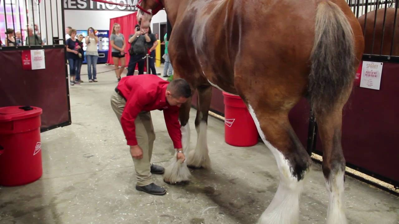How Much Weight Can A Horse Carry Everyday Horsing