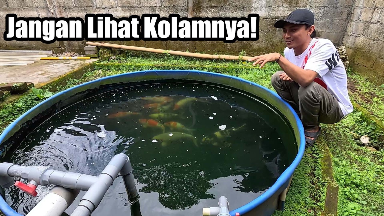 Kolam Kecil Dengan Koi Super Di Ubud Bali
