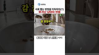 혼자 사료 뽑는 방법을 터득하자 화가난 냥이치 반응