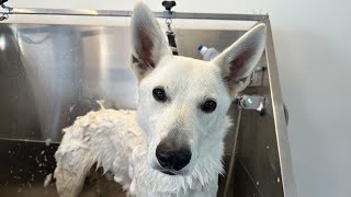 Mastering White Swiss Shepherd Grooming: A Complete Breed Guide with Expert Grooming Tips!