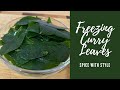 Freezing & Storing Curry Leaves 🌿