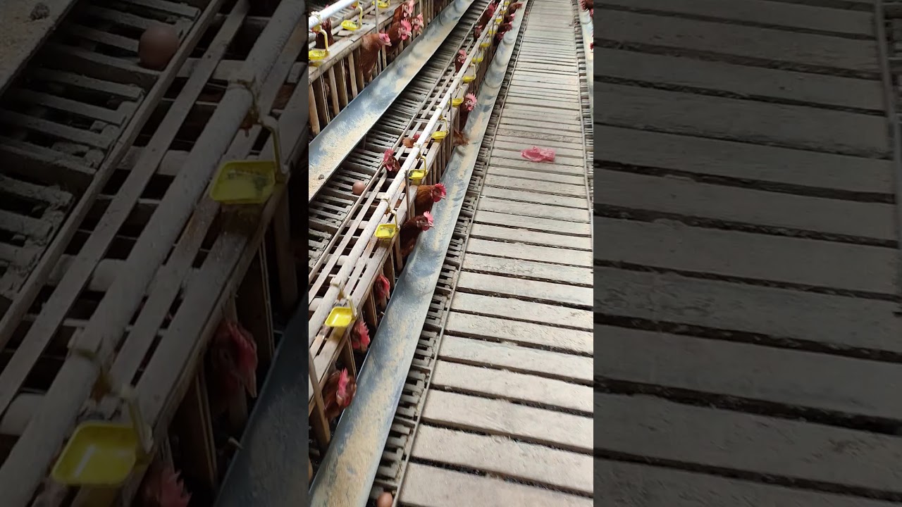 Memulai Usaha Ayam Petelur 