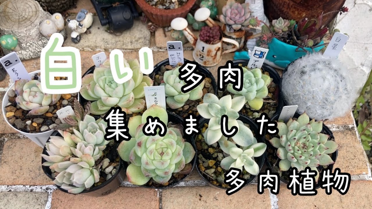 いつも目にとまる白い多肉集めました♫多肉植物 - YouTube