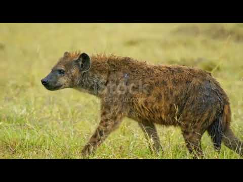 قصة واقعية من عالم الوحوش والصراع على السلطة في مملكة الأسود اخوه الدم