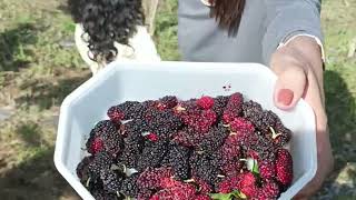 Early morning Mulberry Picking at Canayan, Malaybalay City... @NaiahYabes