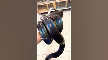 BEAUTY BLACK SNAKE RAINBOW SNAKE LOVE 🌈🌈😍😍 #snake #reptiles #animals #retic #black #python #pets