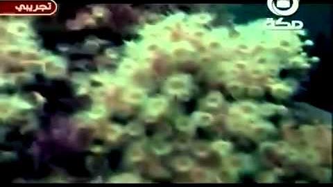 ما تيسر من سورة النحل || الشيخ ناصر القطامي