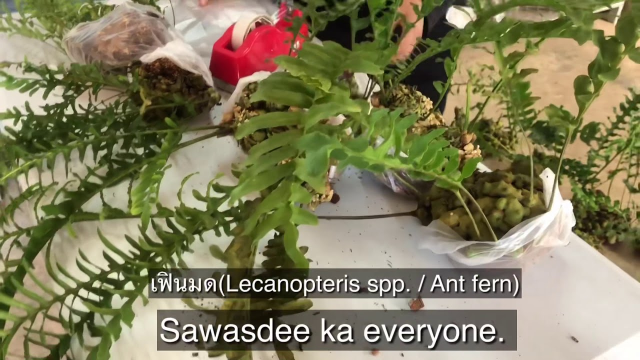 แพคเฟินมดส่งลูกค้ากันค่ะ Packing Ant fern for delivery.