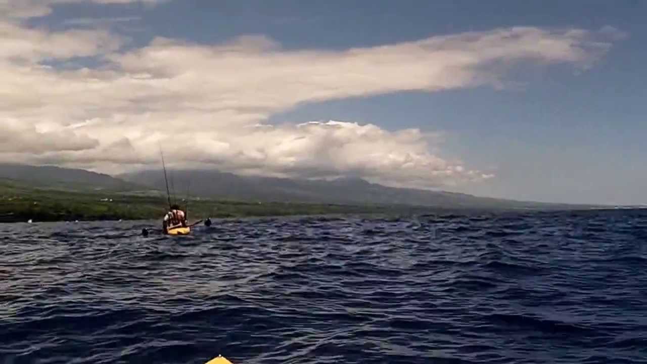 Requin Ste Rose YouTube