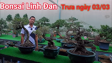 Clip đầu năm tại vườn Bonsai Linh Đan với nhiều tác phẩm cây đẹp già cỗi.