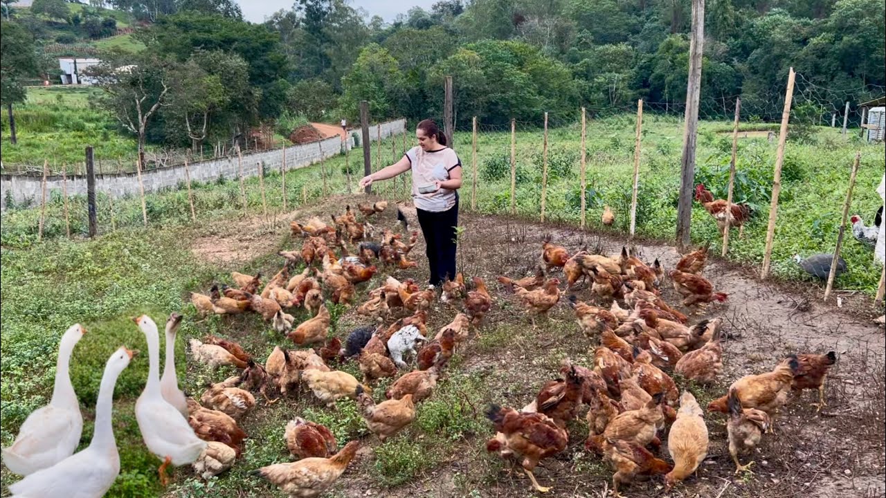 Nosso Sitio cada vez mais Próspero🙏🏼 Queijo Minas, Leite, Frango, Peixe e Horta cheia
