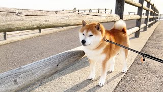 車一歩手前で驚異的な粘りを見せる柴犬