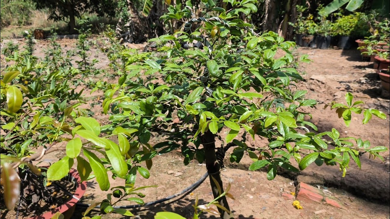 Các trường hợp thường gặp làm cho cây mai không đâm chồi sau khi cắt đôn tàn //19-1ÂL.