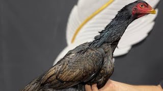 картинка: АССАЛОМУ АЛЛЕКУМ ХАММАГА ПАРВОЗЛАР УЧУН ЯНГИЛИК 