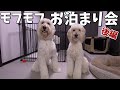 お泊まり会【後編】同じドゥードルでも全然違う！個性たっぷりな2頭に癒されました