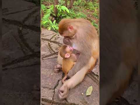 فيديو: قرد هاولر: وصف الرئيسيات ومعنى صرخاتها