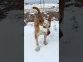 Snow without Wyoming wind is a fun surprise #cattledog