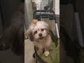 Mocha wants to go down on the floor. #cutedog #amazingdog  #shitzu