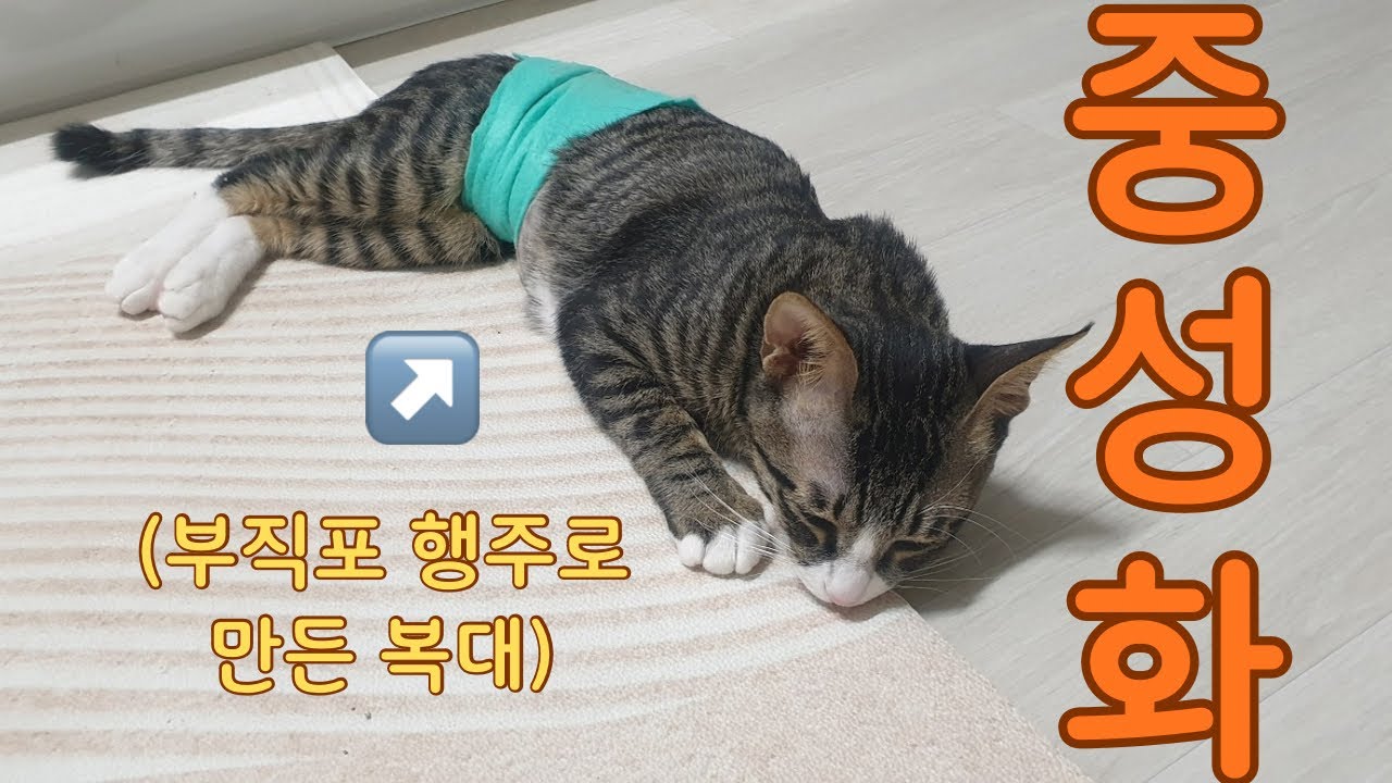 중성화하면 순해진다던데, 우리 고양이는? 🤔